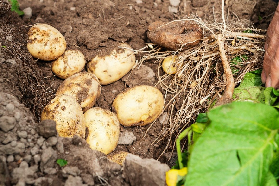 erntebereite Kartoffeln im Beet